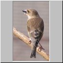 Carduelis chloris - Gruenfink w01.jpg